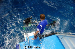 Divers away.  Coral Sea. by Bill Arle 